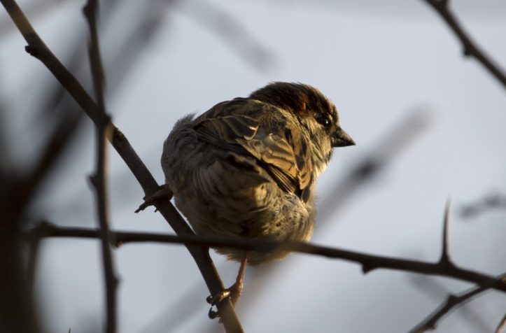 A house sparrow (passer domesticus) sits